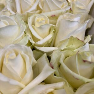 baltos rožės (80cm)